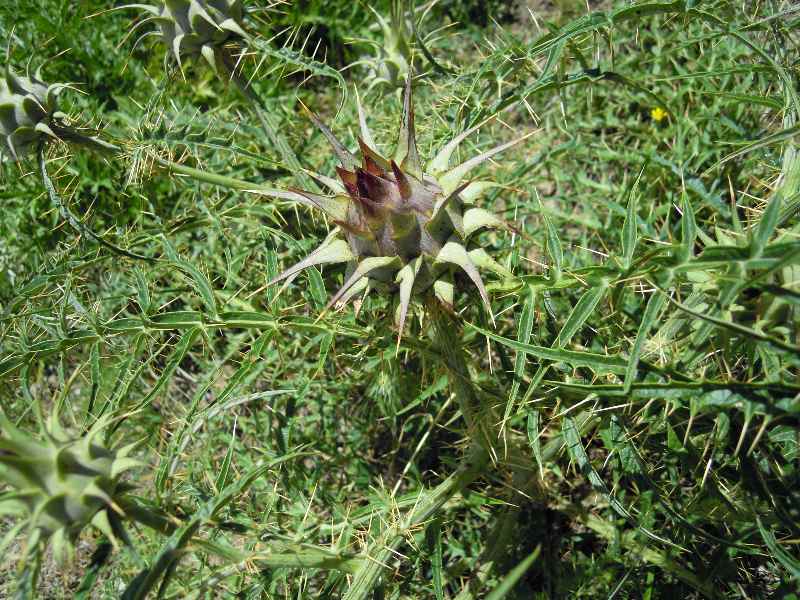 Cynara cardunculus / Carciofo selvatico